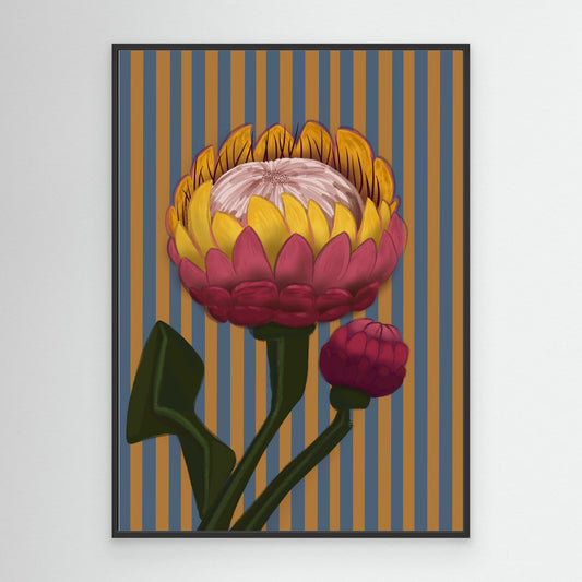 Giant King Protea #3 - gallery style print , oak or black floating frame 