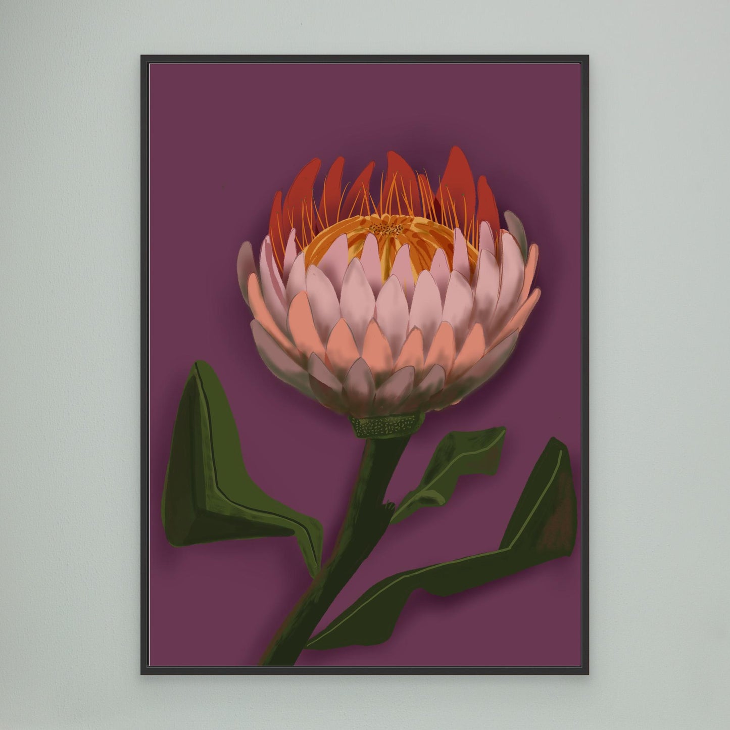 Giant King Protea #2 - gallery style print , oak or black floating frame