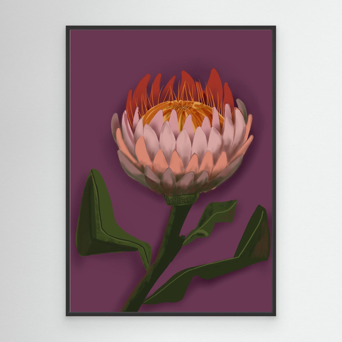 Giant King Protea #2 - gallery style print , oak or black floating frame