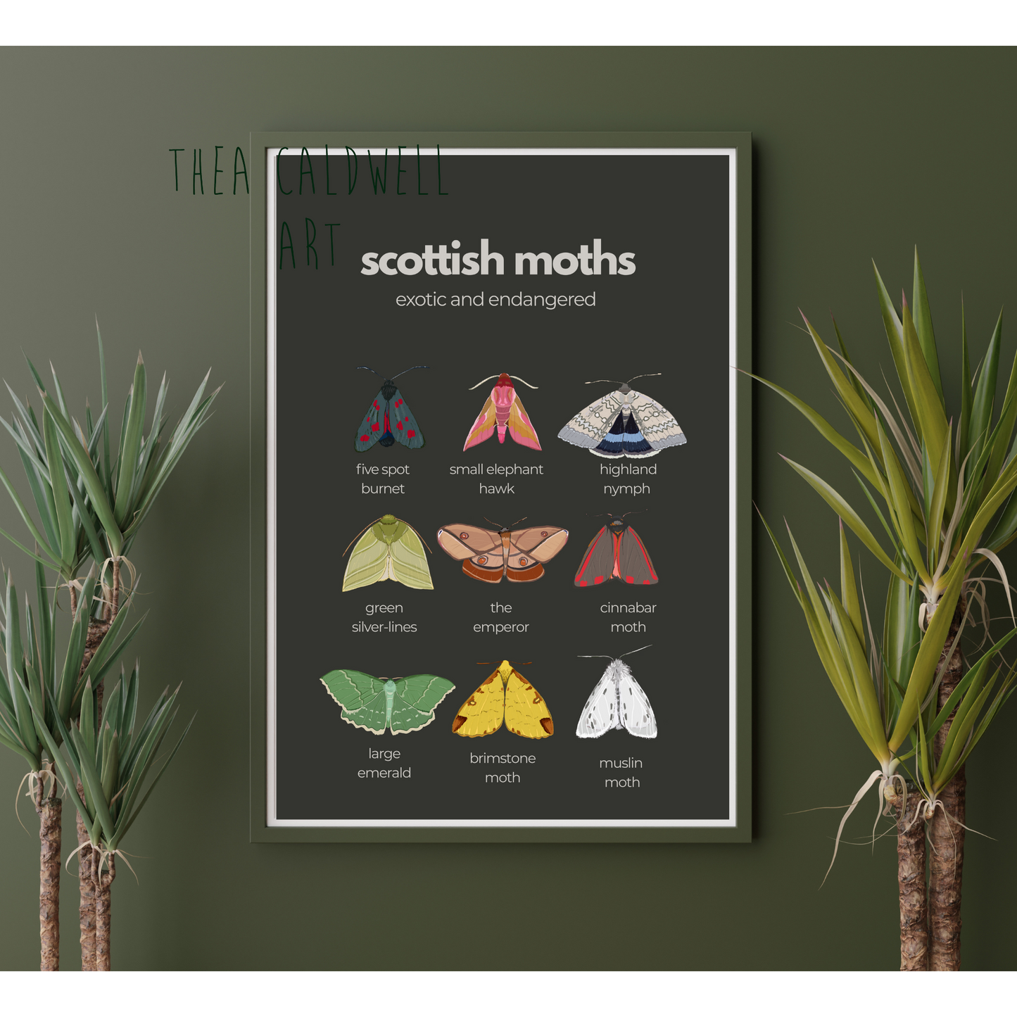 A3 “ Scottish Moths “ exotic and endangered- Scottish wildlife and nature- unframed, white background, high quality card print.