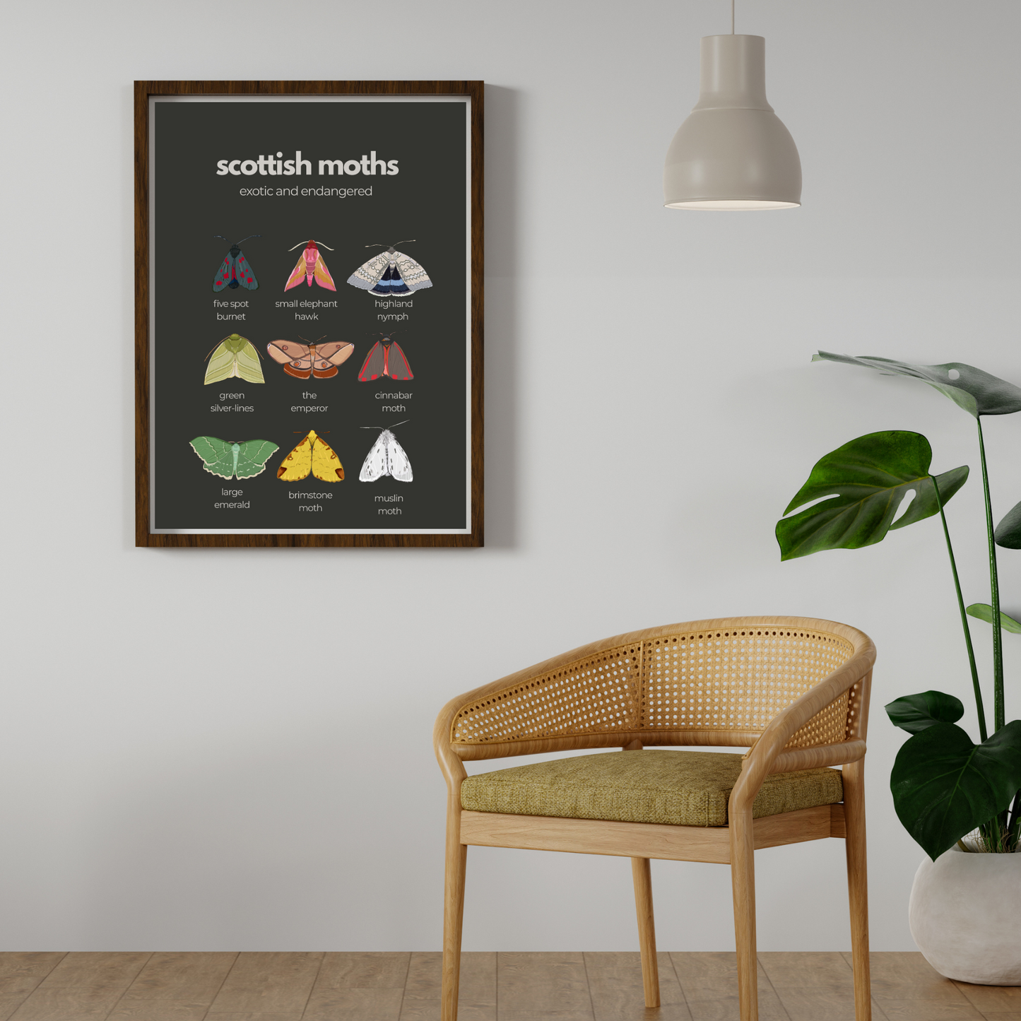 A3 “ Scottish Moths “ exotic and endangered- Scottish wildlife and nature- unframed, white background, high quality card print.