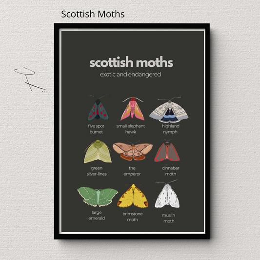 A3 “ Scottish Moths “ exotic and endangered- Scottish wildlife and nature- unframed, white background, high quality card print.